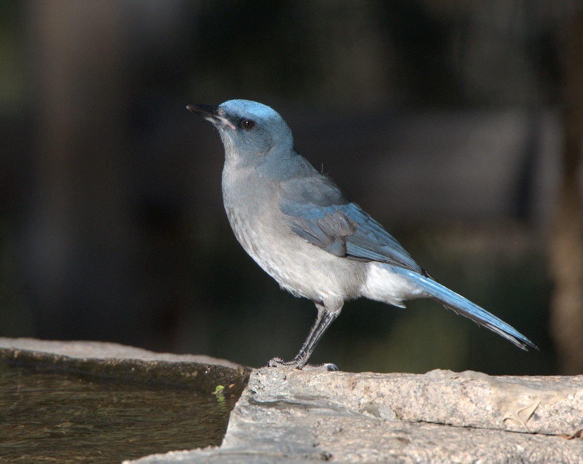 Mexican Jay - ML614856258