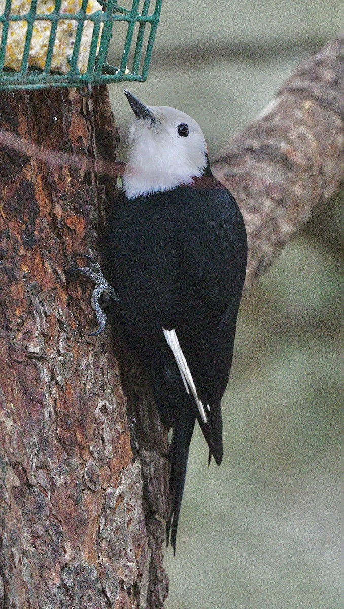 White-headed Woodpecker - Norman Eshoo