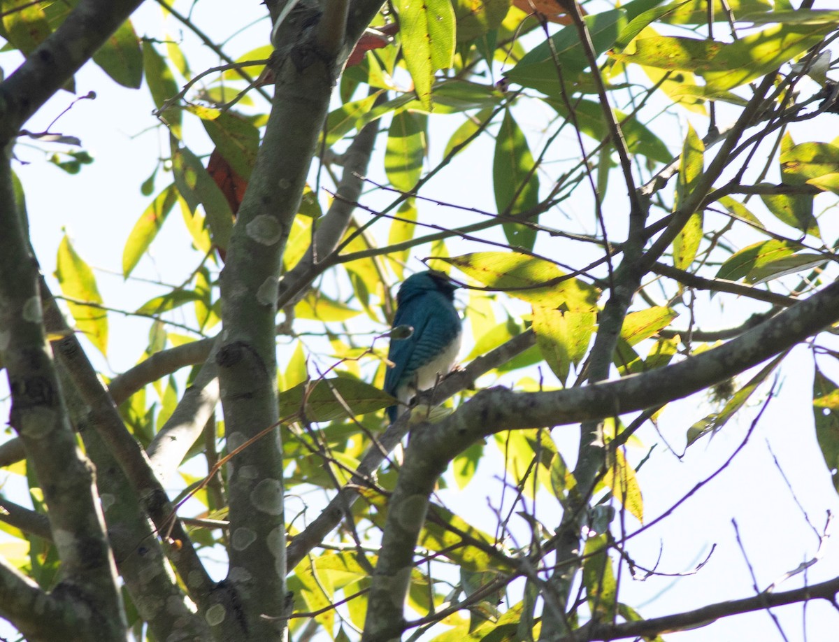 Swallow Tanager - ML614856581