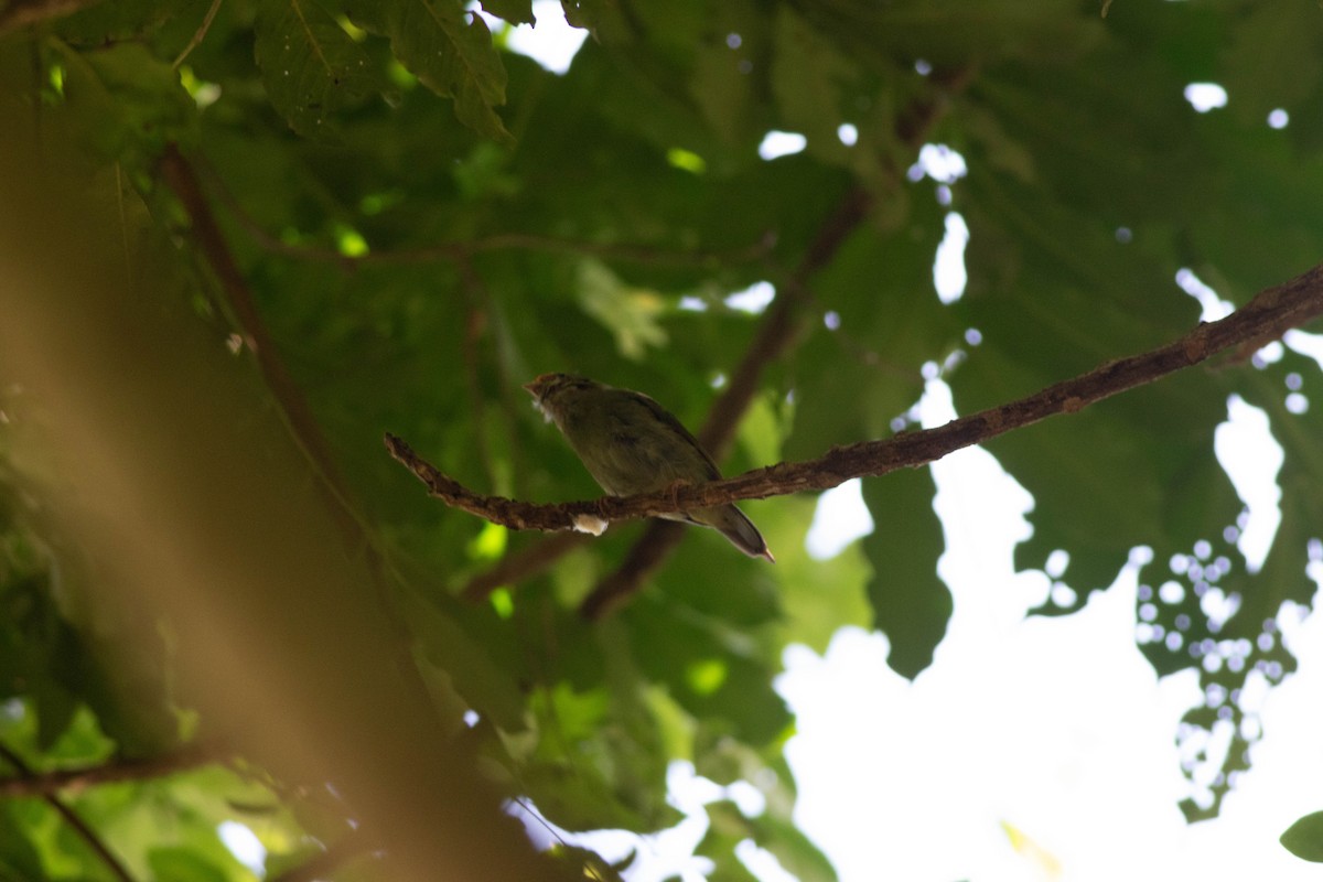 Swallow-tailed Manakin - ML614856624