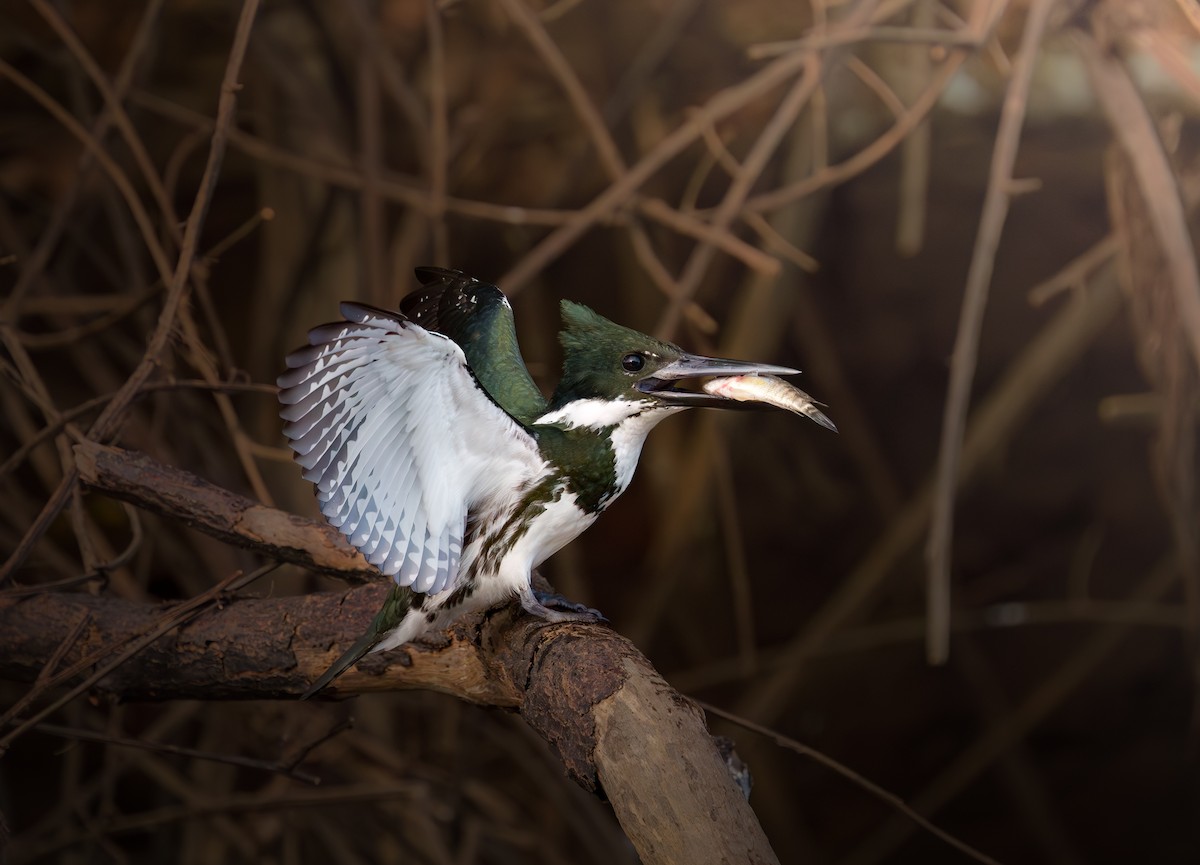 Amazon Kingfisher - Jean Bonilla