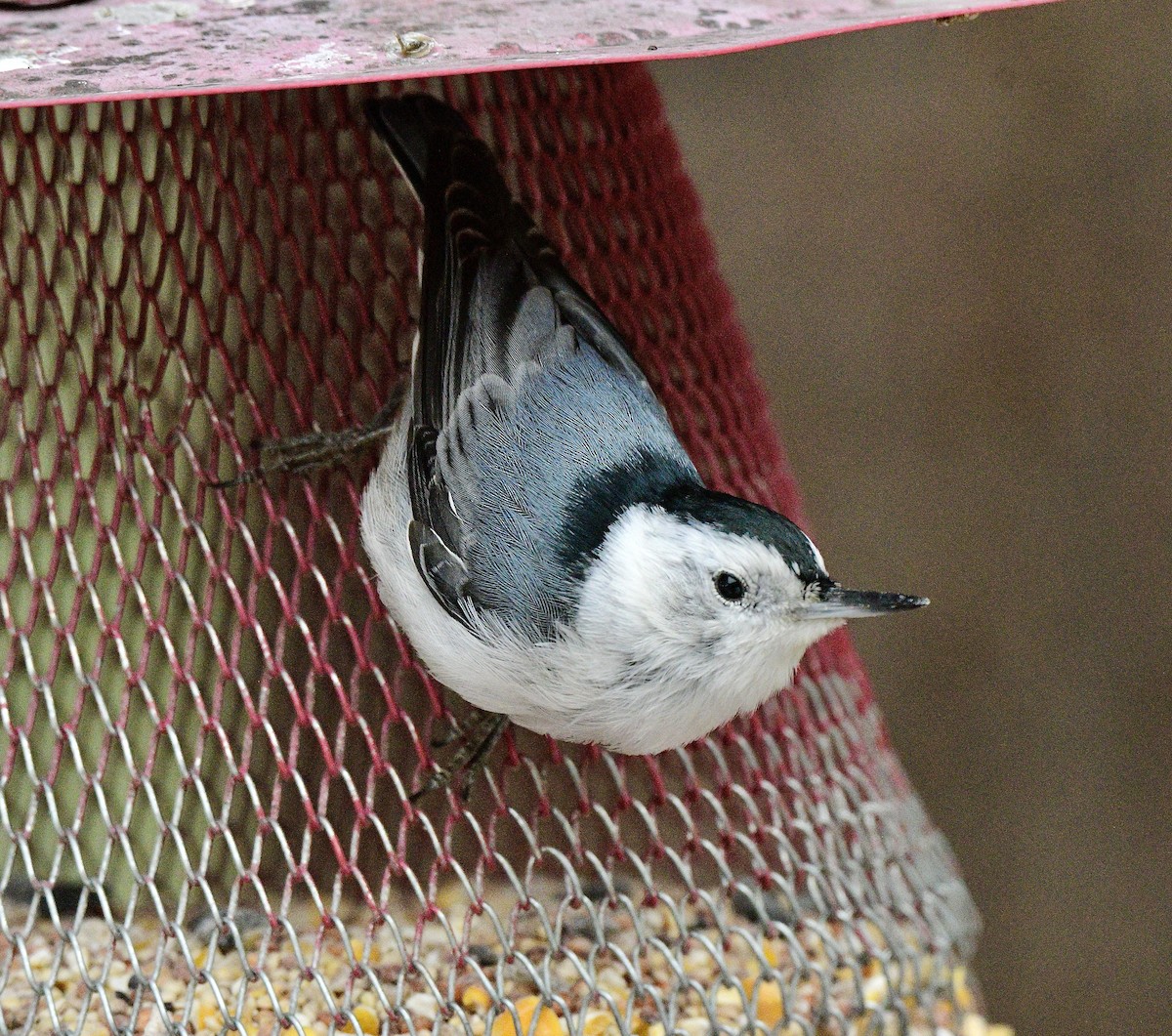 White-breasted Nuthatch - ML614856844