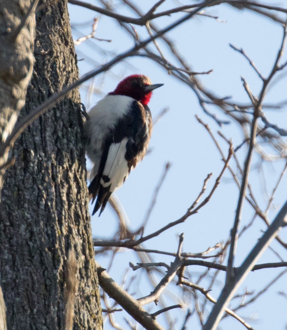 Red-headed Woodpecker - ML614856883