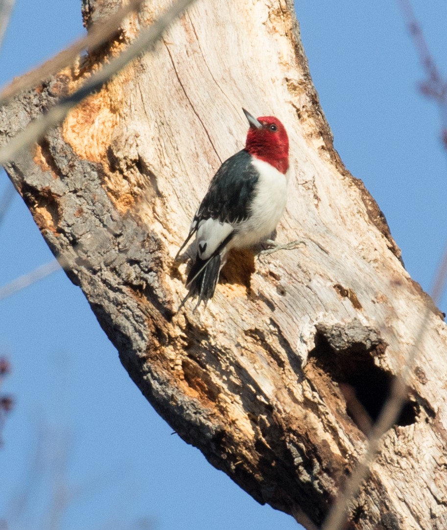 Red-headed Woodpecker - ML614856884