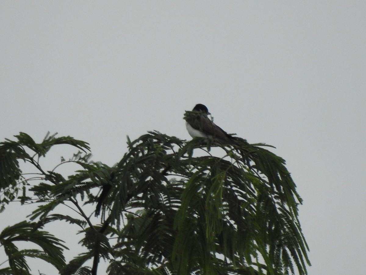 Fork-tailed Flycatcher (savana) - ML614857143