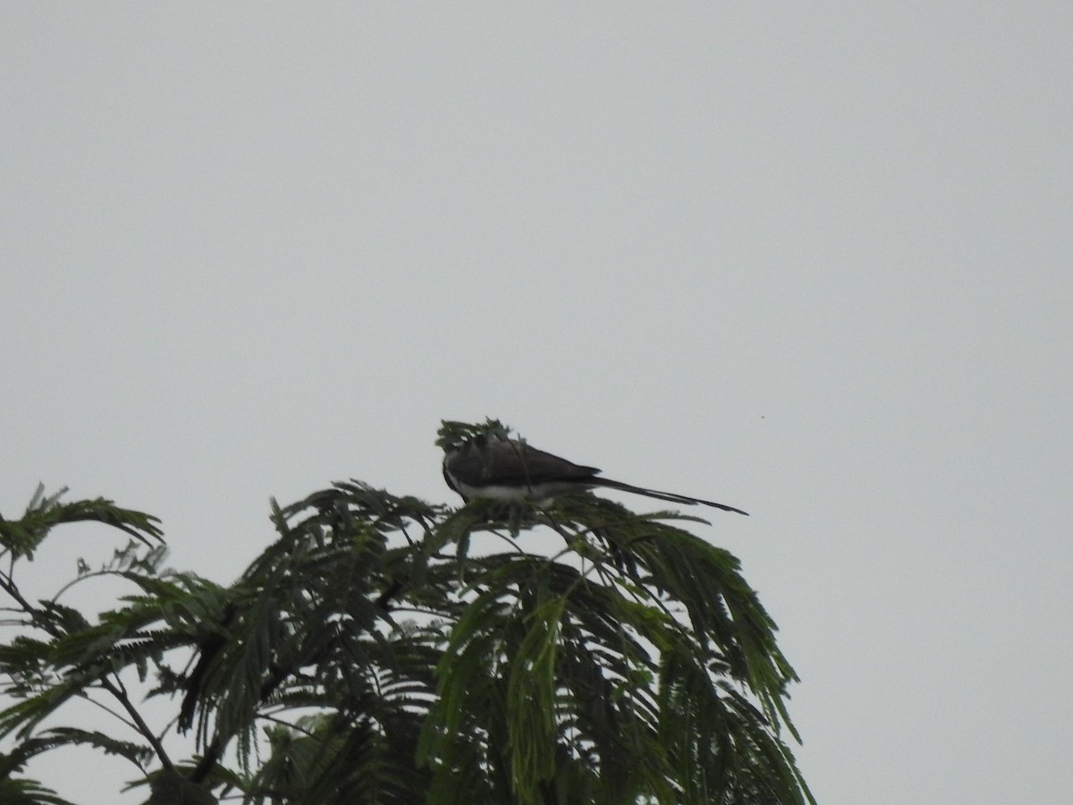 Fork-tailed Flycatcher (savana) - ML614857144