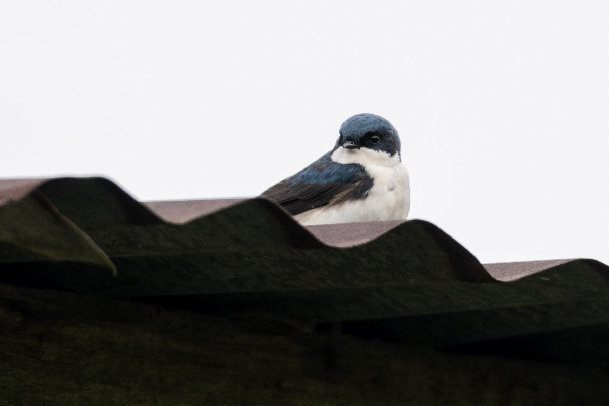 Blue-and-white Swallow (cyanoleuca) - ML614857274