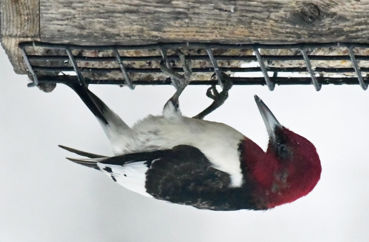 Red-headed Woodpecker - ML614857729