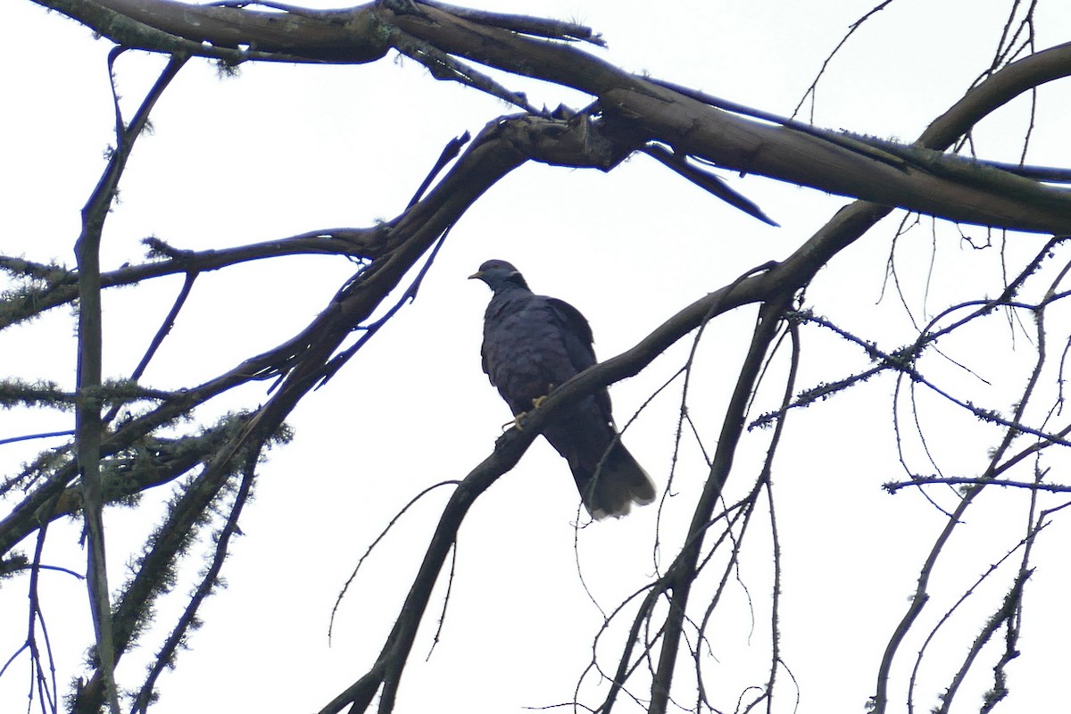 Band-tailed Pigeon (White-necked) - ML614858439