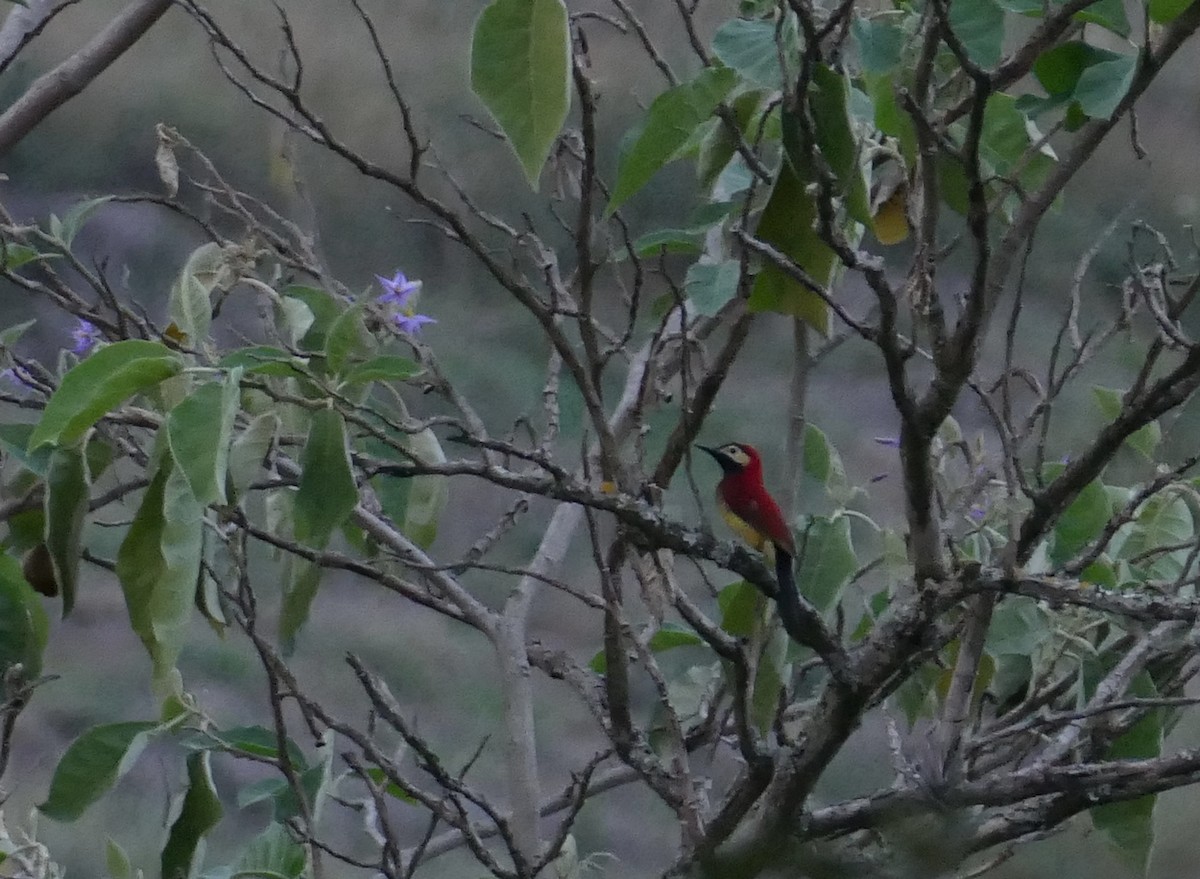 Crimson-mantled Woodpecker (Crimson-mantled) - ML614858471
