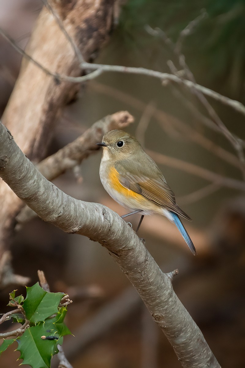 Red-flanked Bluetail - ML614858495