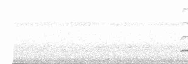 Светлогорлый древолаз (guttatoides/dorbignyanus) - ML614858759