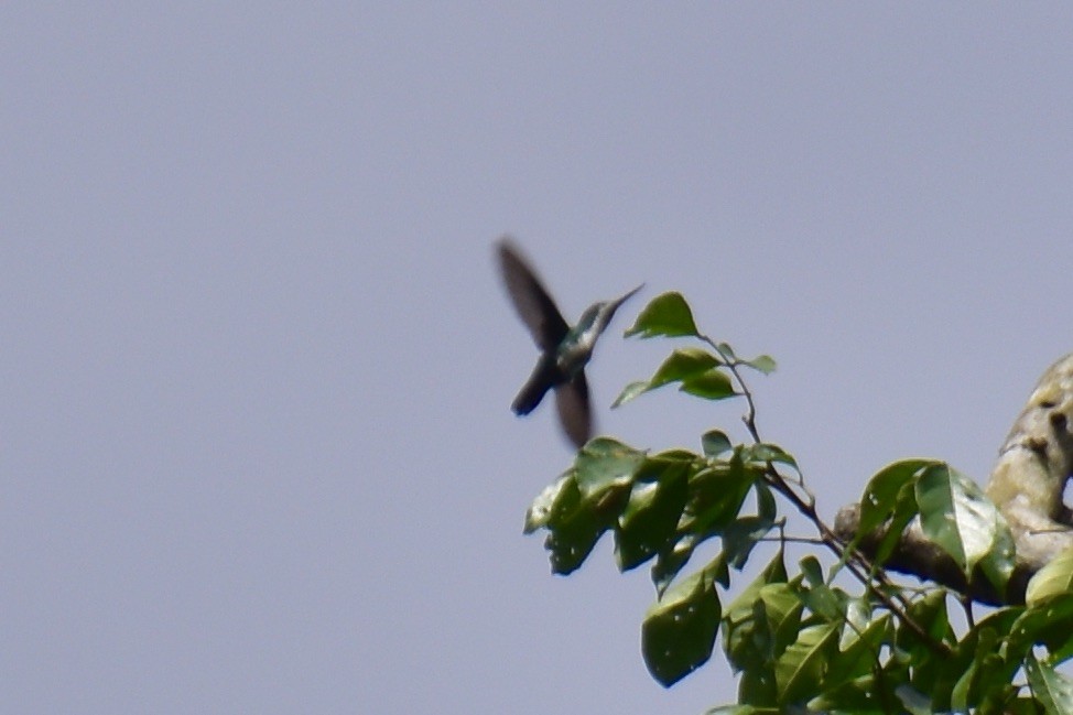 kolibřík křivozobec - ML614858830