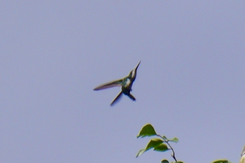 kolibřík křivozobec - ML614858831
