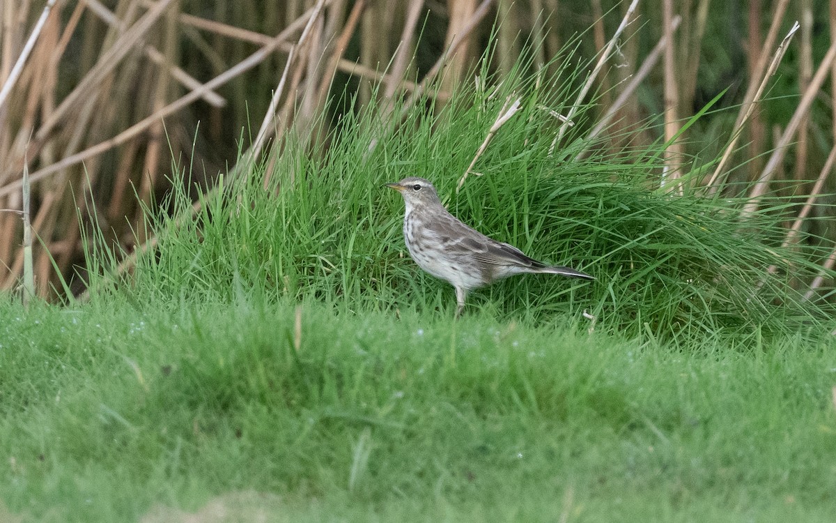Water Pipit (Western) - ML614859070