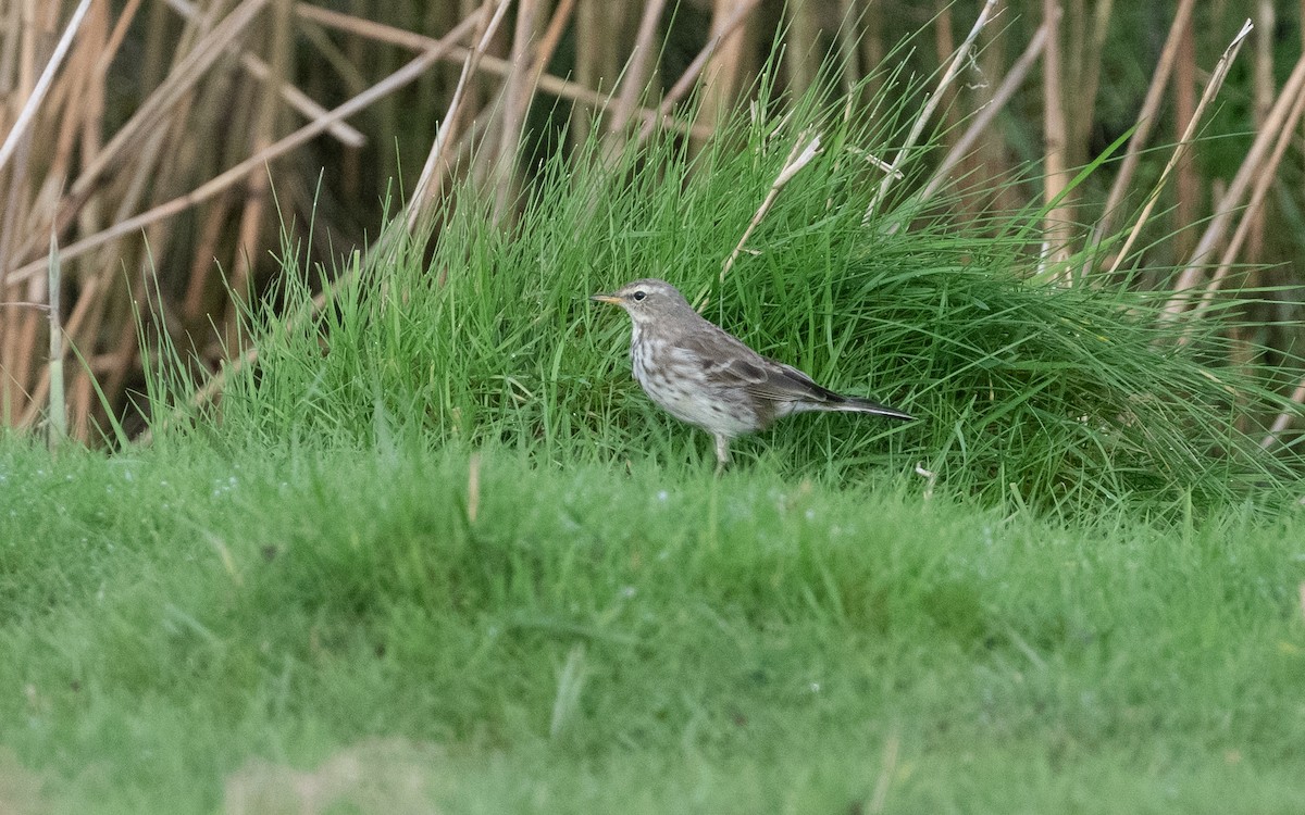 Water Pipit (Western) - ML614859071