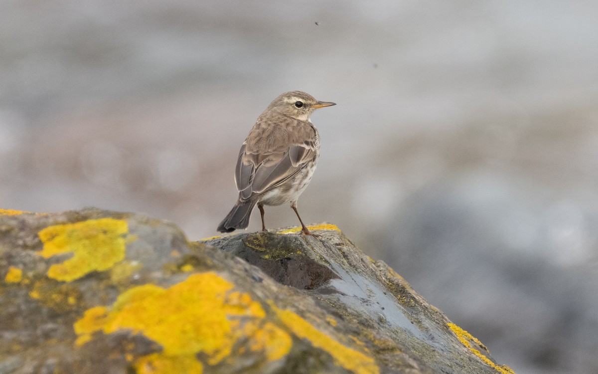 Water Pipit (Western) - ML614859072