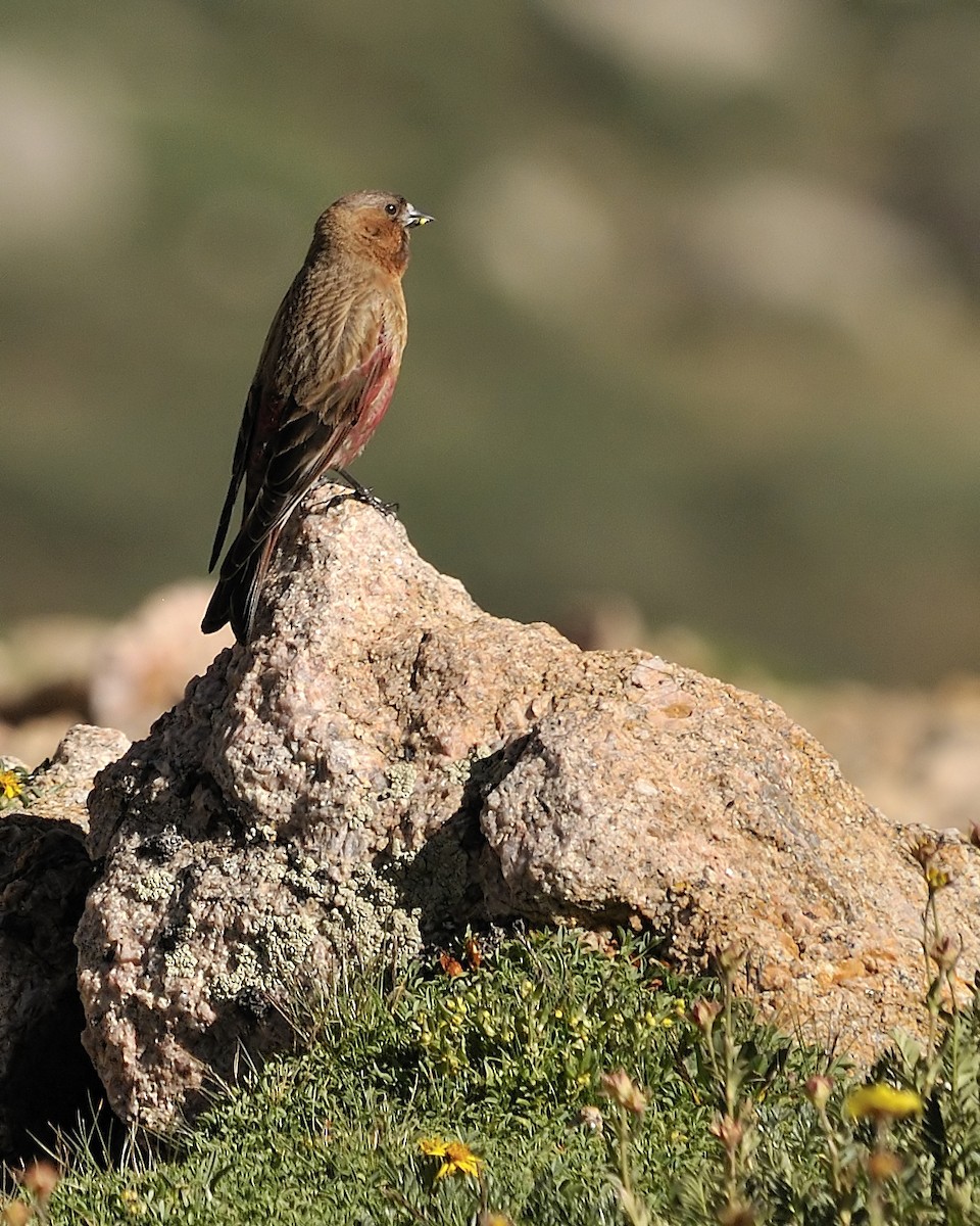 Brown-capped Rosy-Finch - Leslie Holzmann