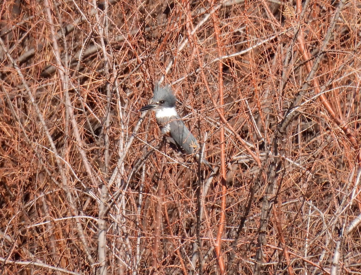 Belted Kingfisher - ML614859407