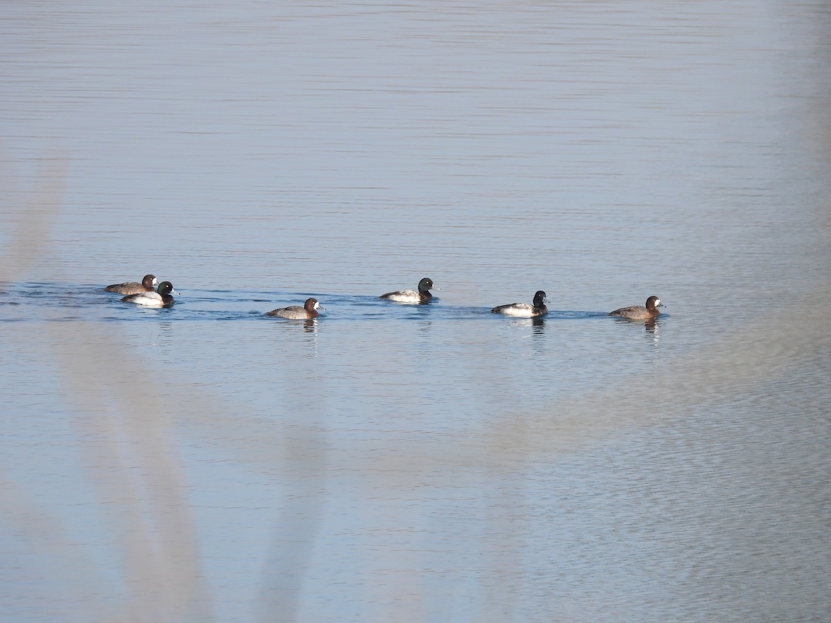 Greater Scaup - ML614859408