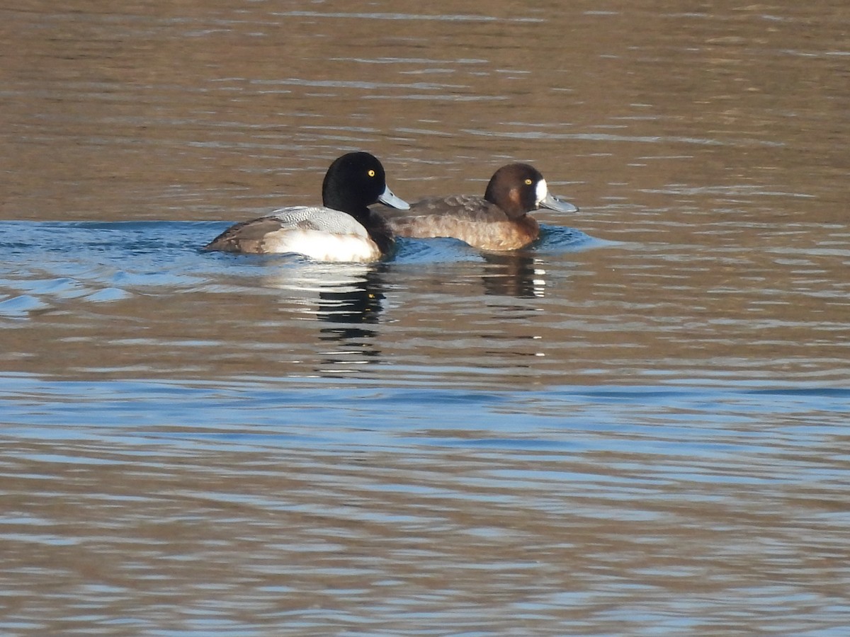 Greater Scaup - ML614859444