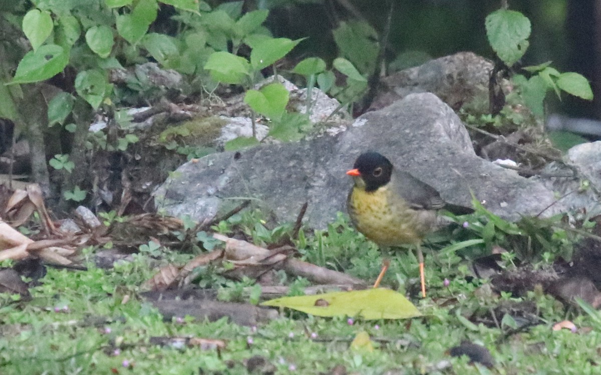Yellow-throated Nightingale-Thrush - ML614859710