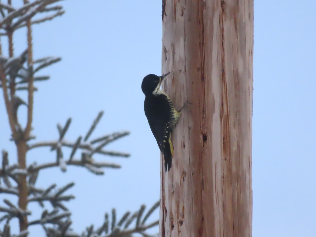 Black-backed Woodpecker - ML614859824