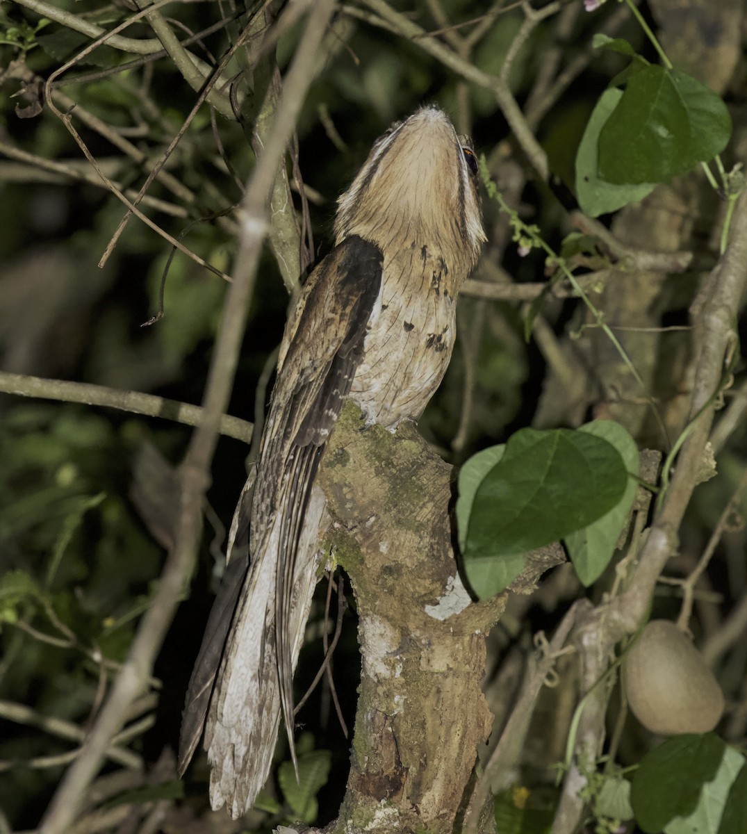 Northern Potoo (Middle American) - ML614859873