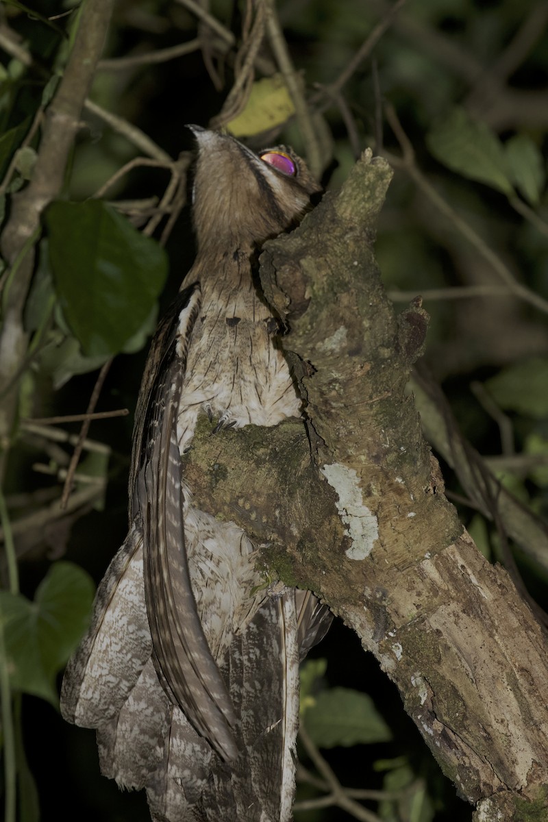 Northern Potoo (Middle American) - ML614859874