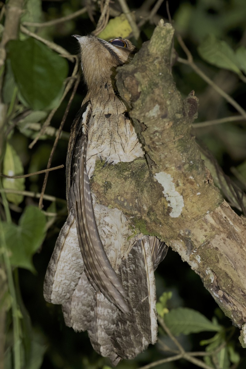 Northern Potoo (Middle American) - ML614859875