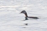 Red-necked Grebe - ML614860059