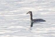 Red-necked Grebe - ML614860060