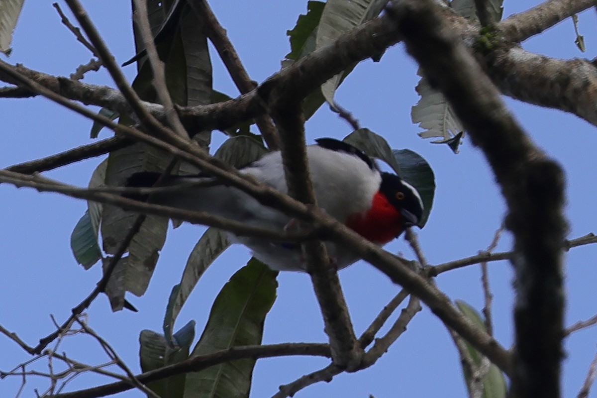 Cherry-throated Tanager - ML614860297