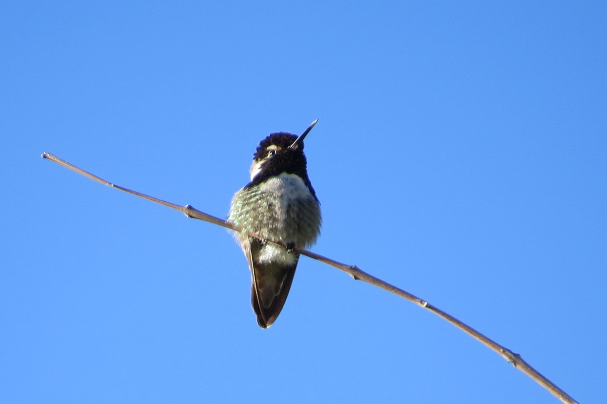 Costa's Hummingbird - Doryce Wheeler