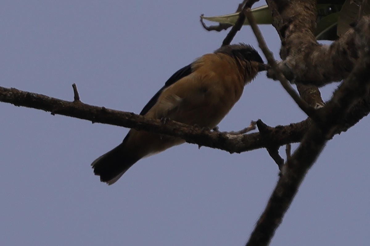 Fawn-breasted Tanager - ML614860470