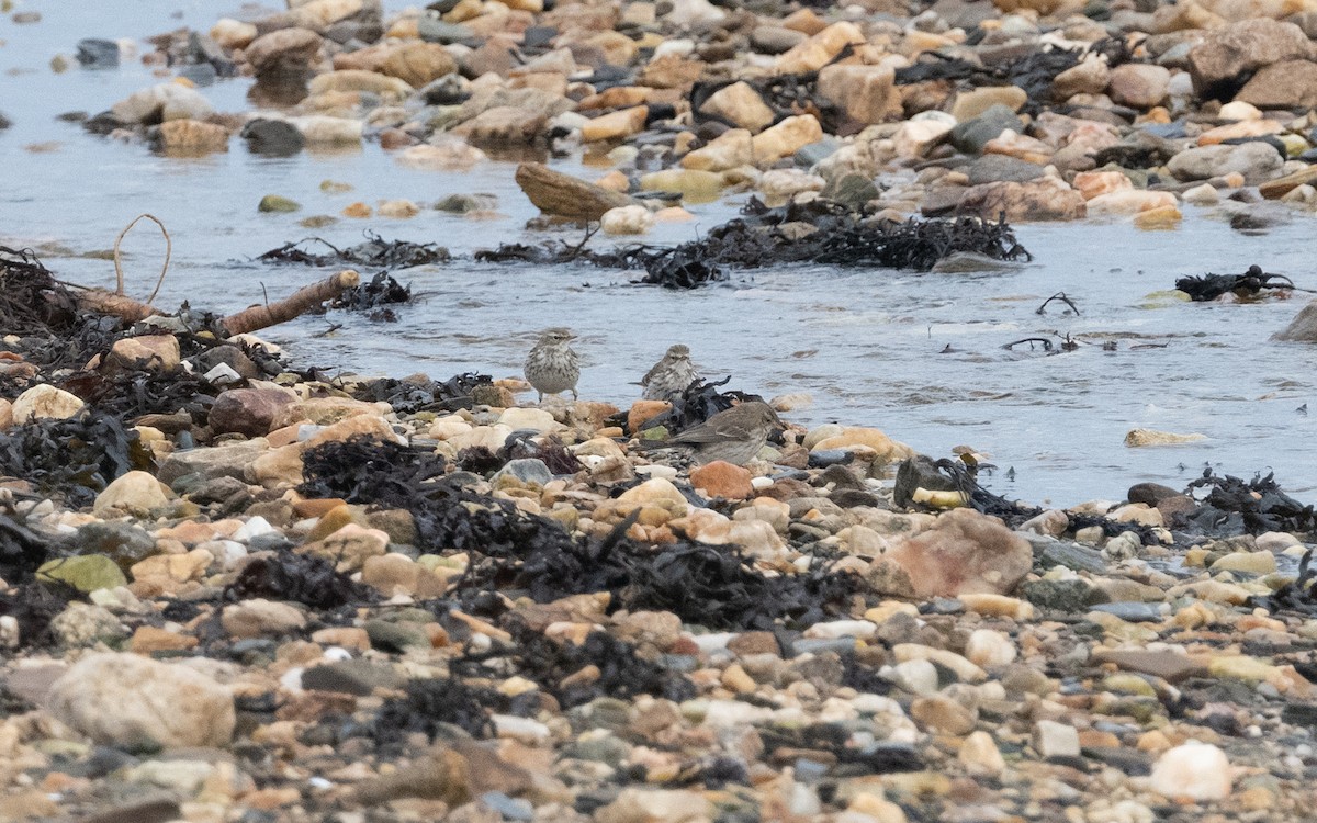 Water Pipit (Western) - ML614860474