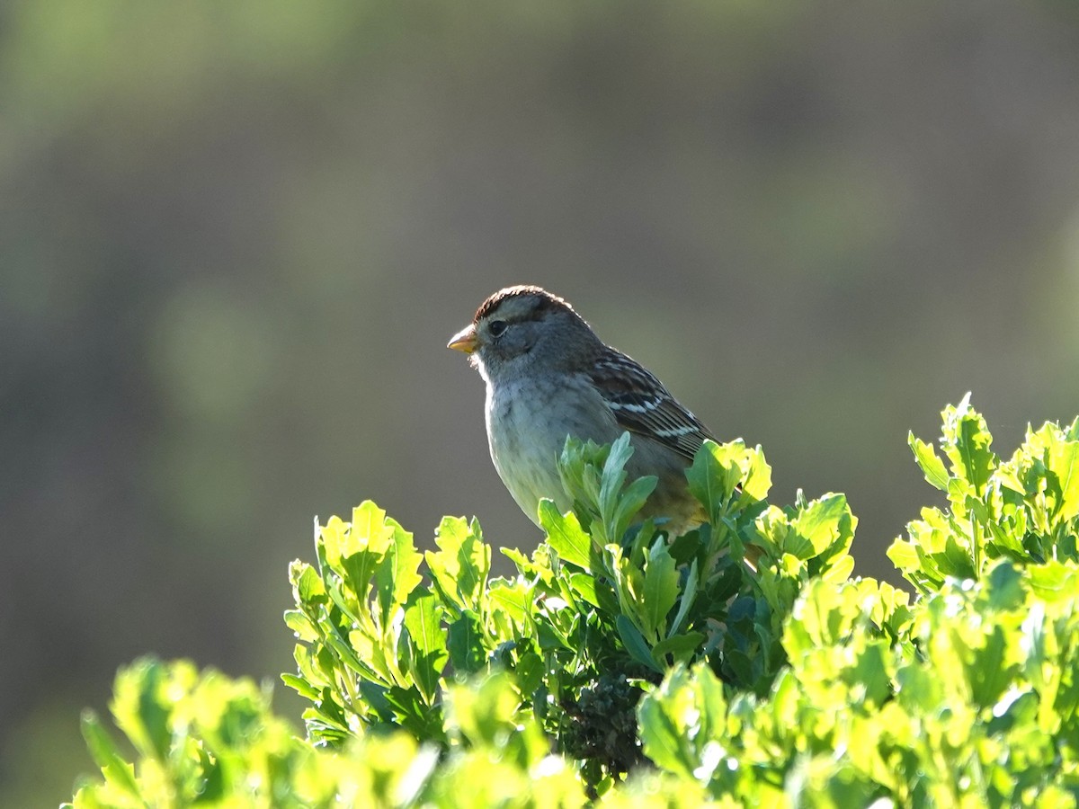 White-crowned Sparrow - ML614860506