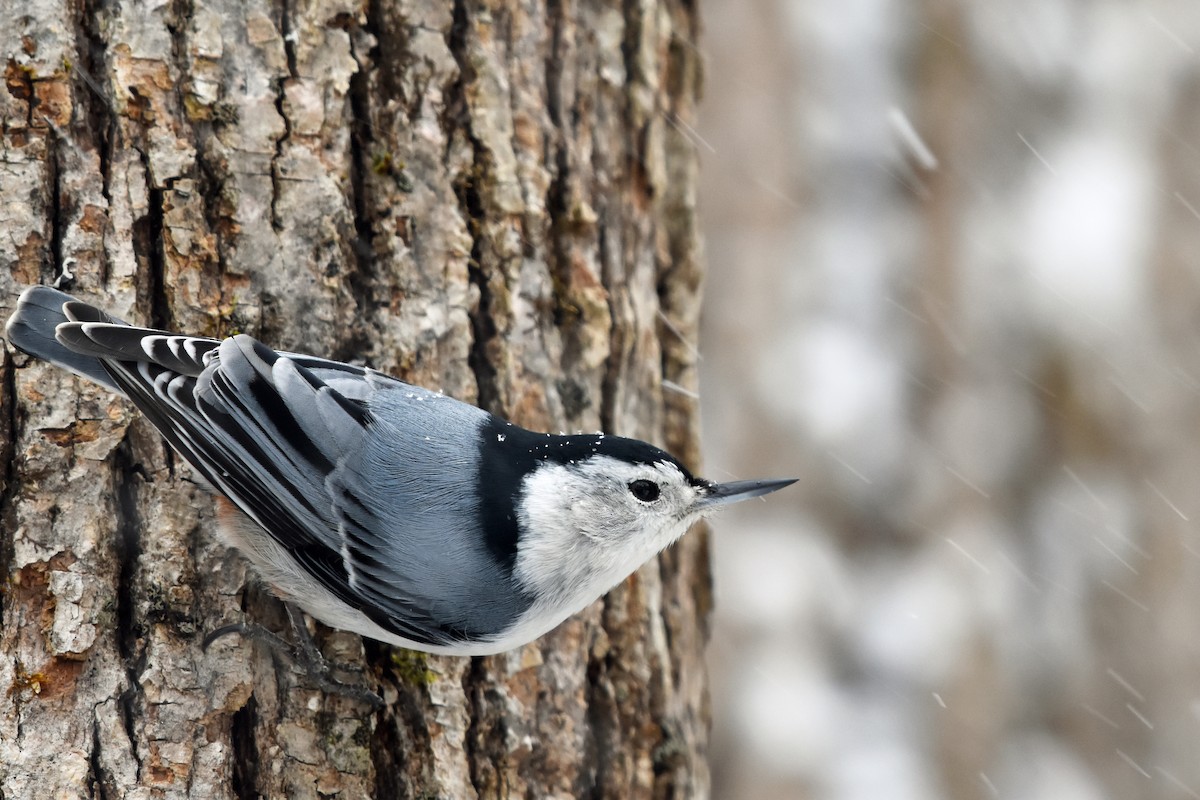 White-breasted Nuthatch - ML614860620