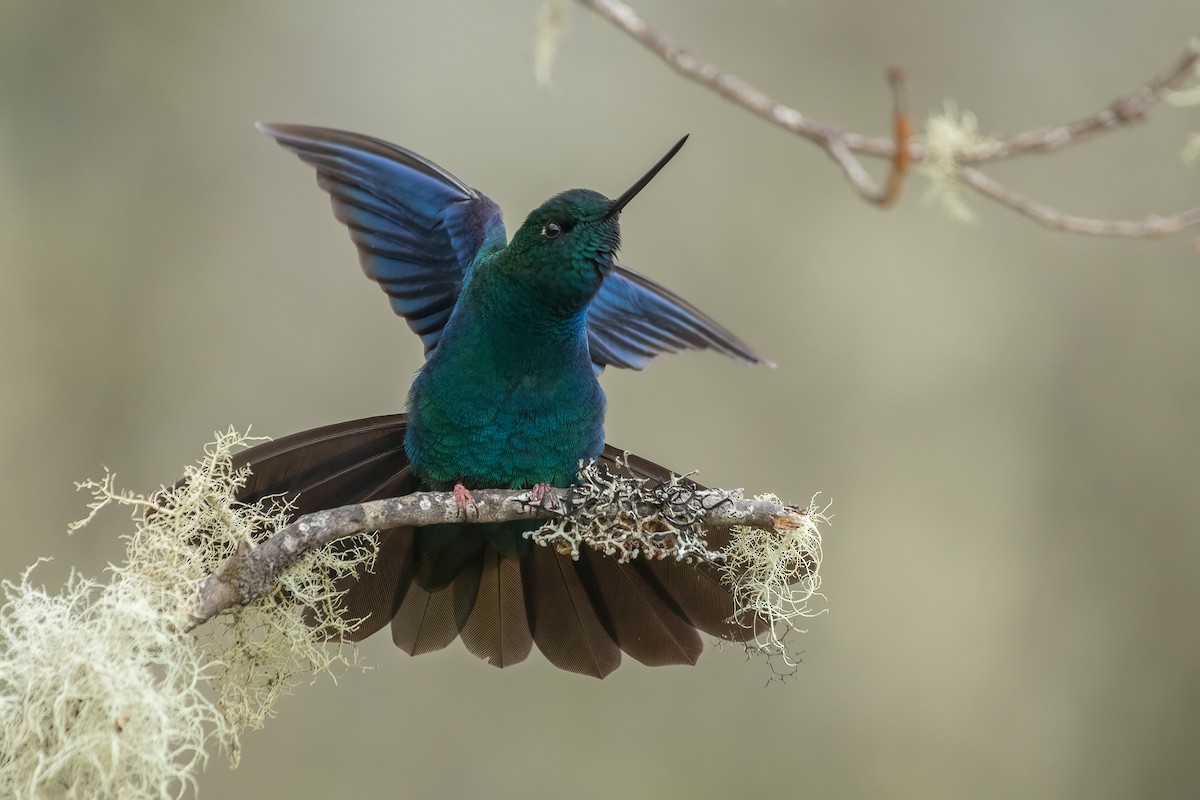 kolibřík modrokřídlý - ML614860622