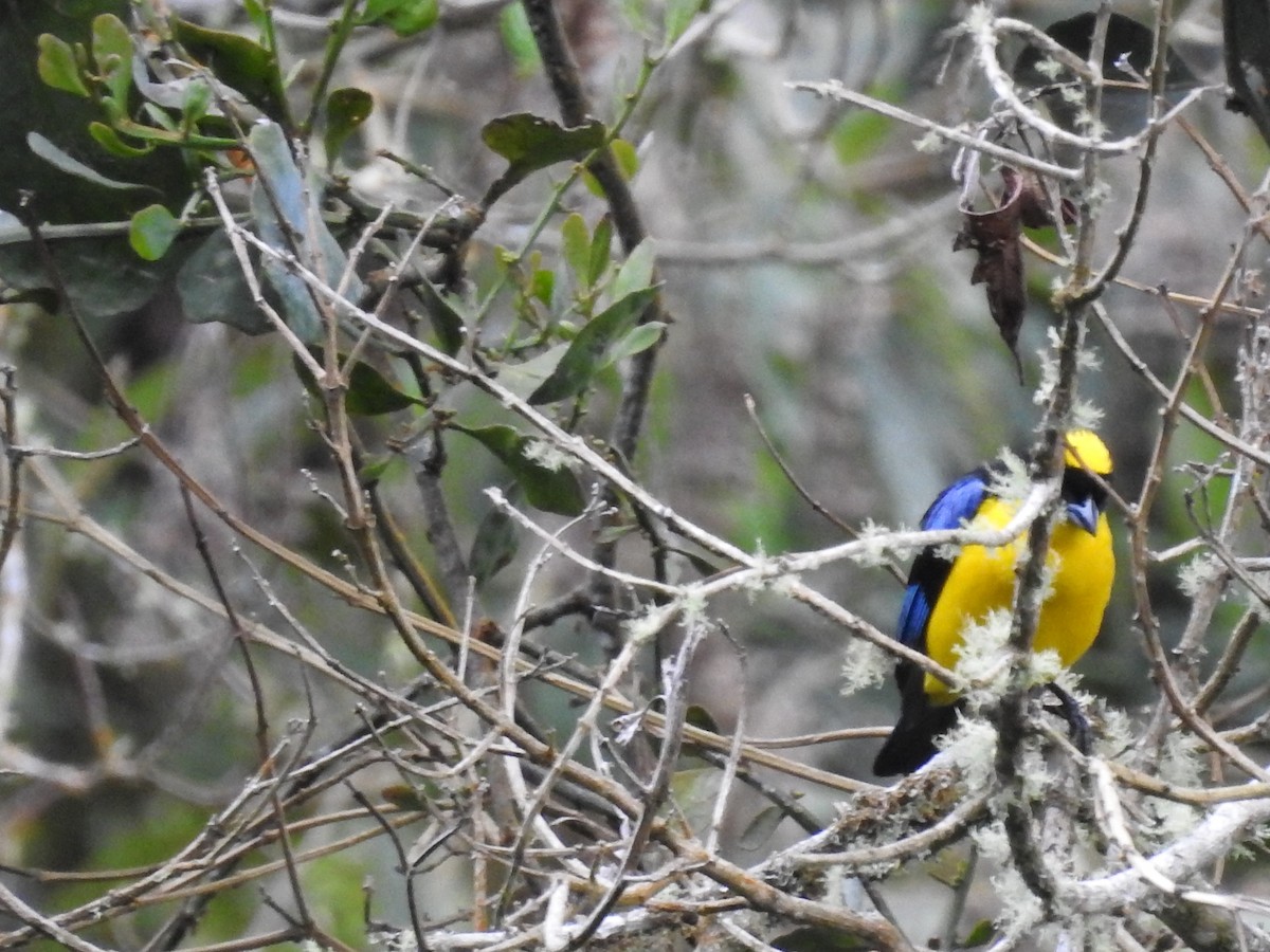 Blue-winged Mountain Tanager (Blue-winged) - ML614861108