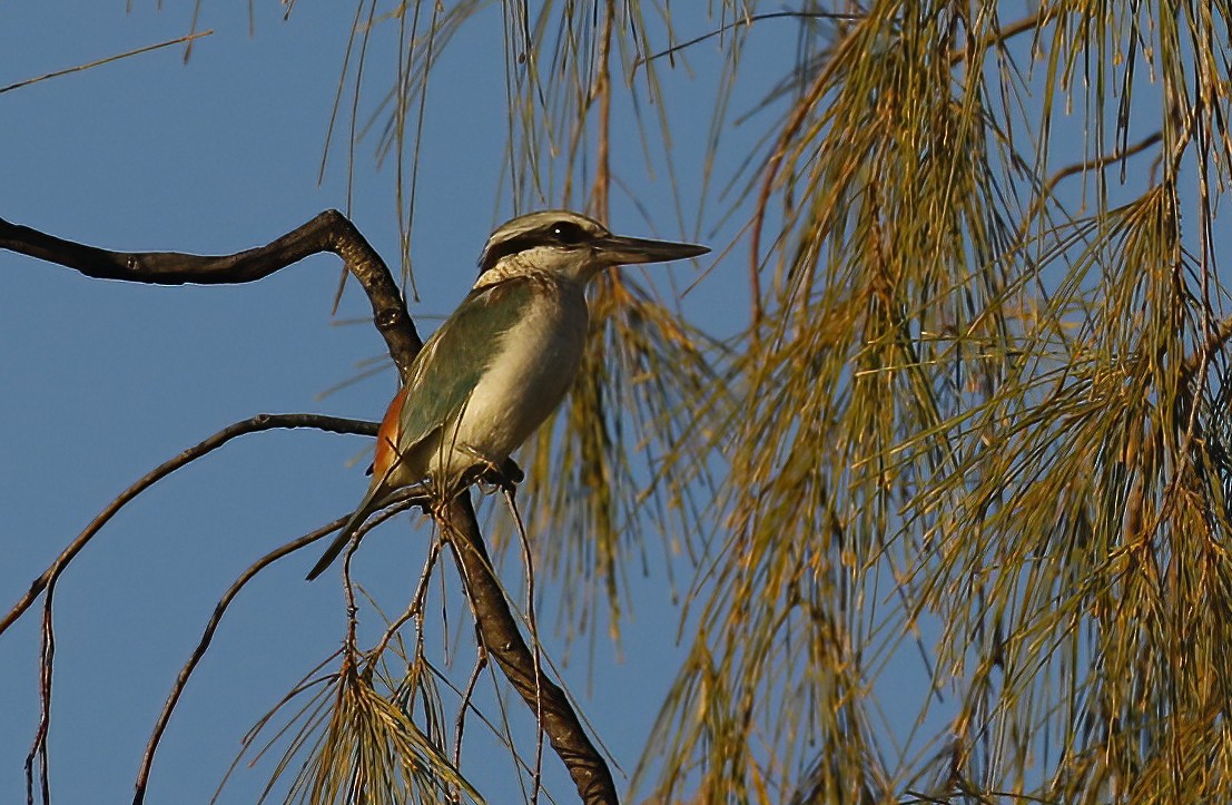 Red-backed Kingfisher - ML614861137