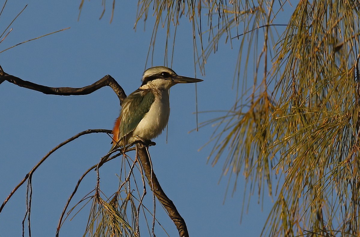 Red-backed Kingfisher - ML614861138