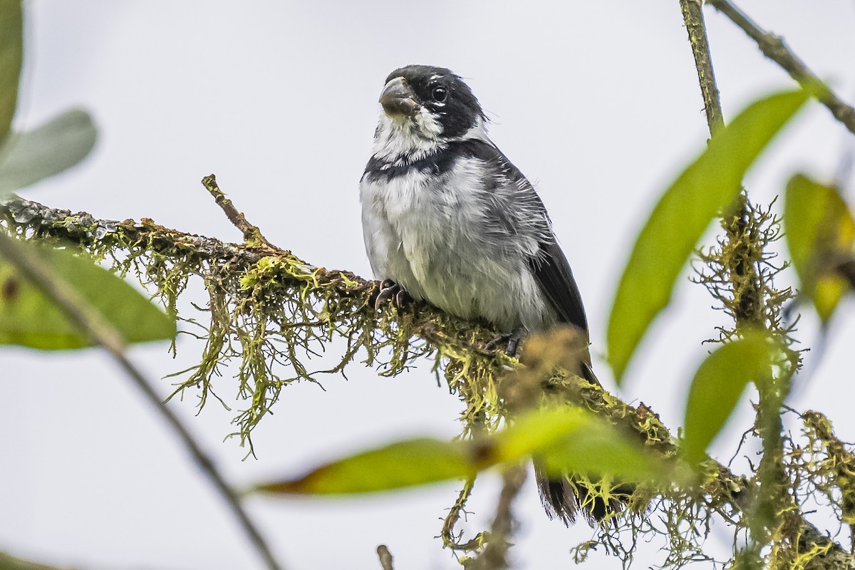 Variable Seedeater - ML614861240