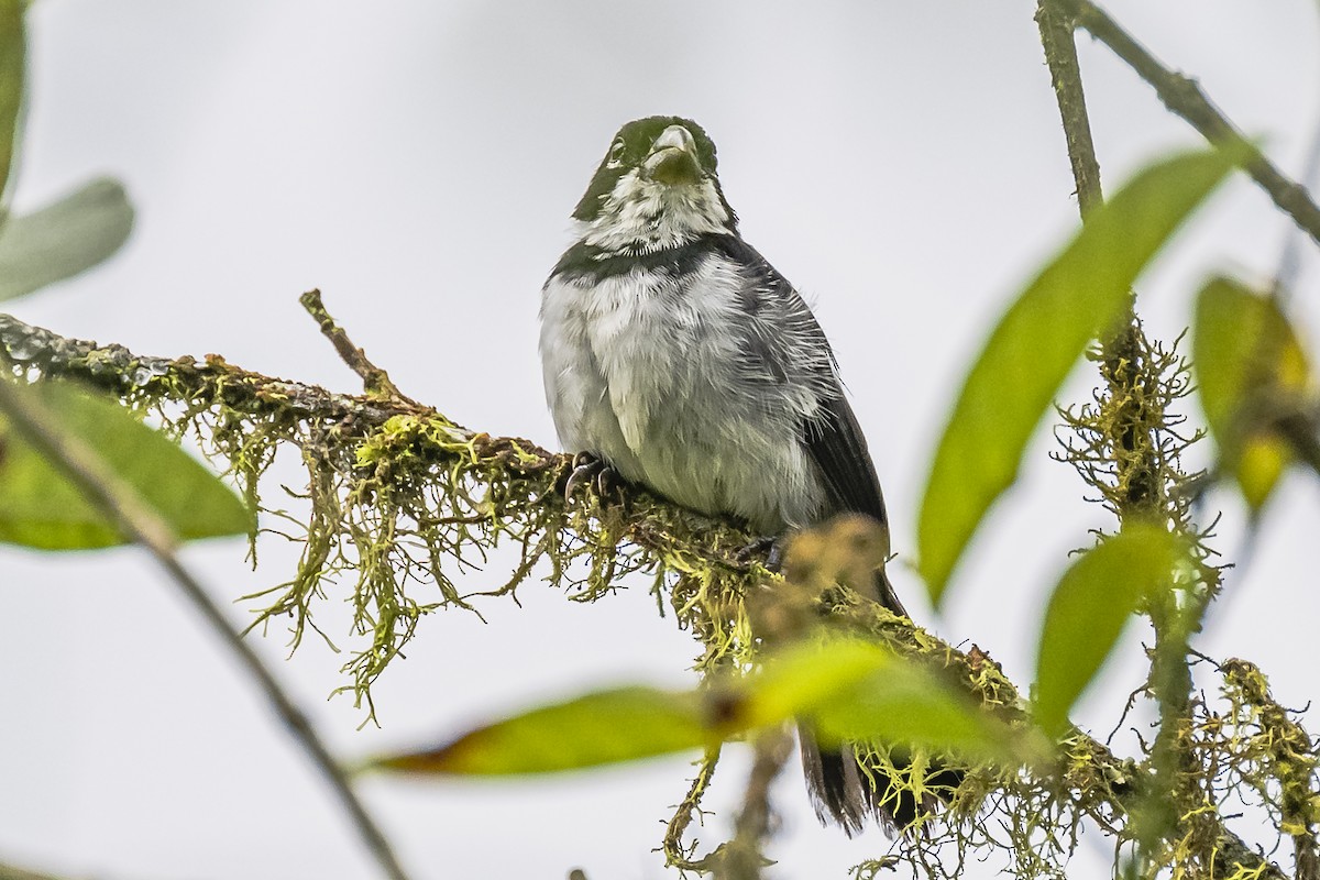 Variable Seedeater - ML614861242