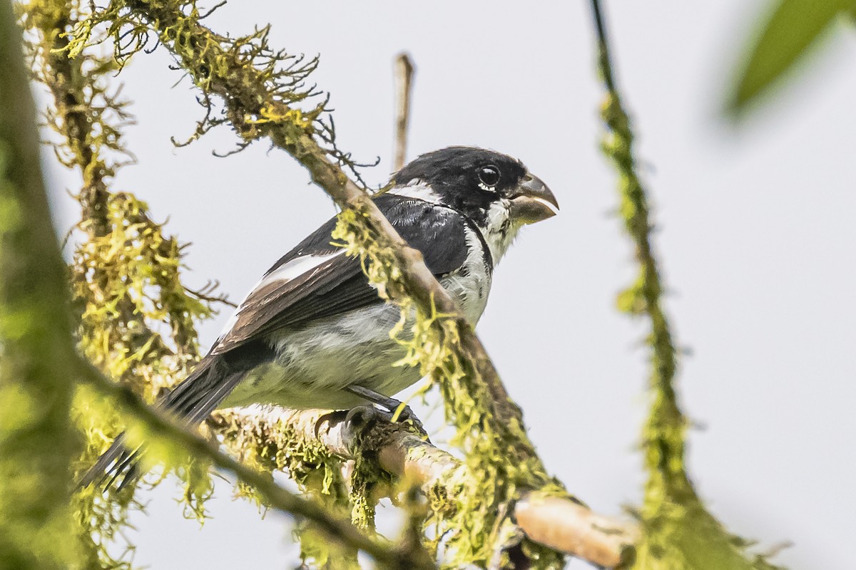 Variable Seedeater - ML614861245