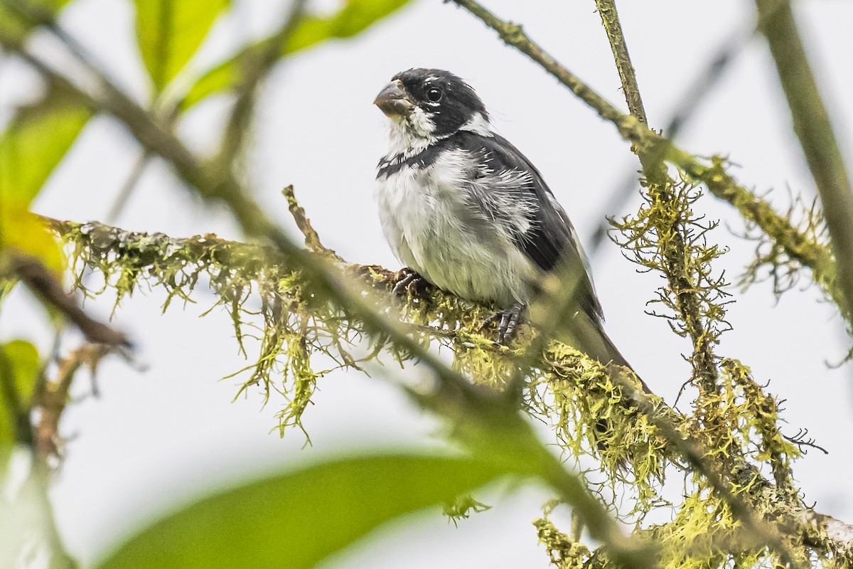 Variable Seedeater - ML614861246