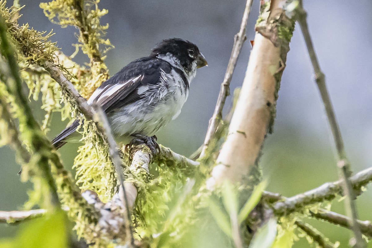Variable Seedeater - ML614861247