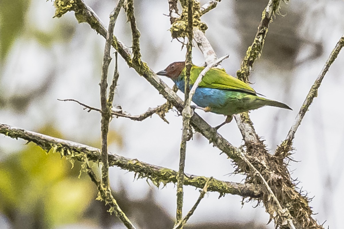 Bay-headed Tanager - ML614861250