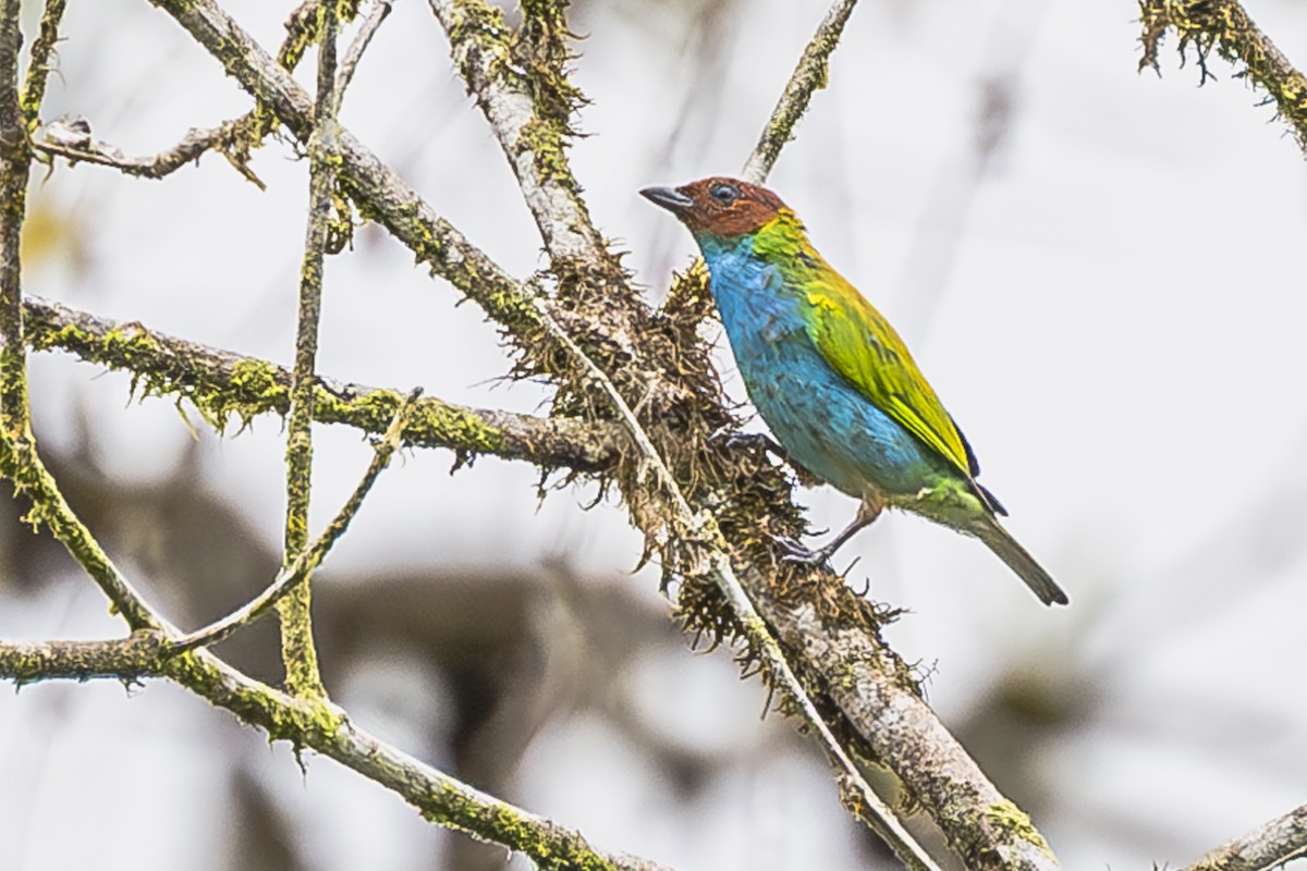 Bay-headed Tanager - ML614861251