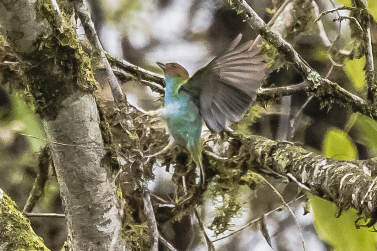 Bay-headed Tanager - ML614861253